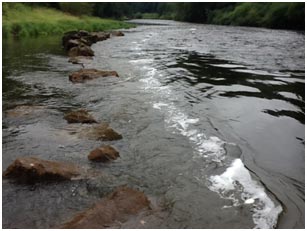 Dead salmon and juvenile fish reported  in River Wye