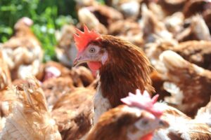 Industrial Scale Chicken Farms are polluting Wales' Rivers