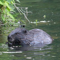 Beavers in Britain