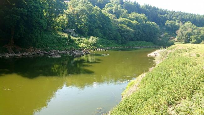 river wye algal bloom