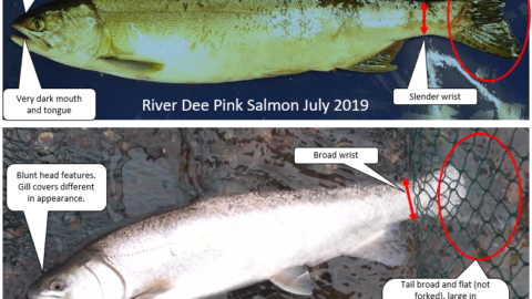pink salmon?