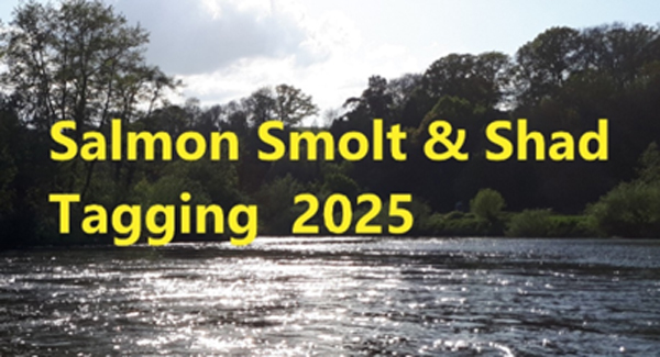 salmon smolt and shad tagging